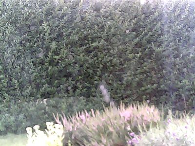 2017-08-06_cam_B-outside.png